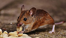 24 Hour & Emergency Exterminators in Panorama City, CA
